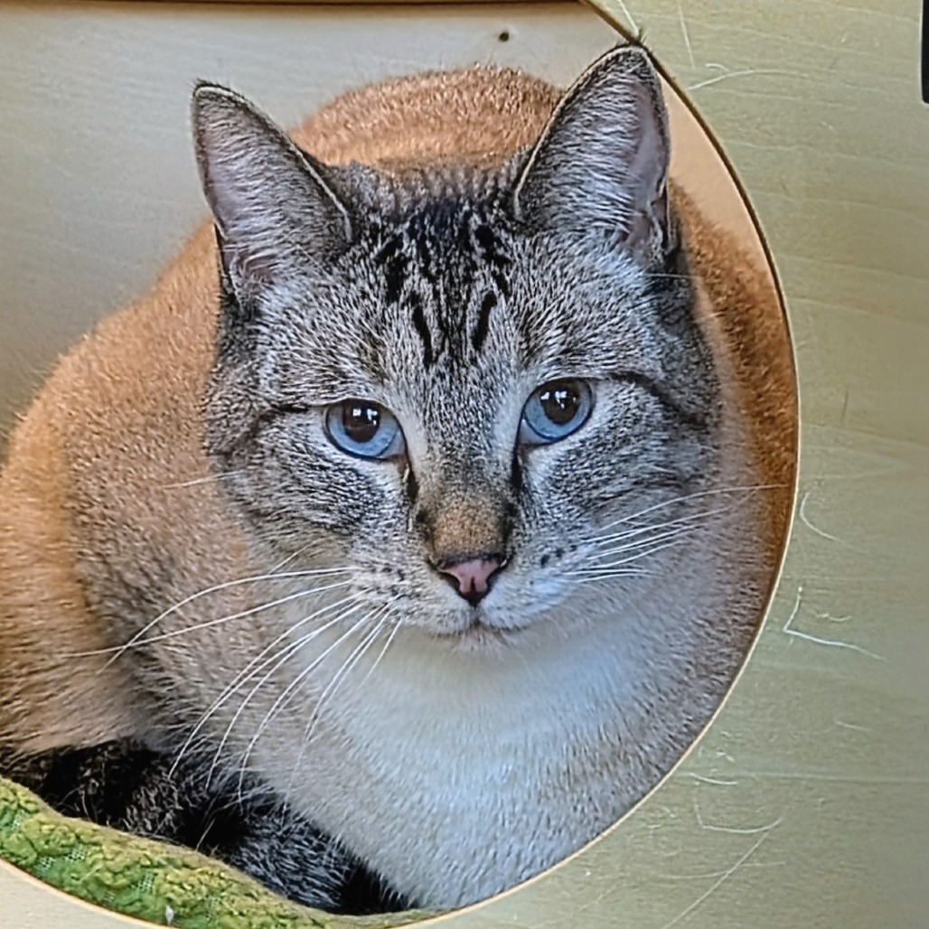 Binx, an adoptable Siamese in Hailey, ID, 83333 | Photo Image 1