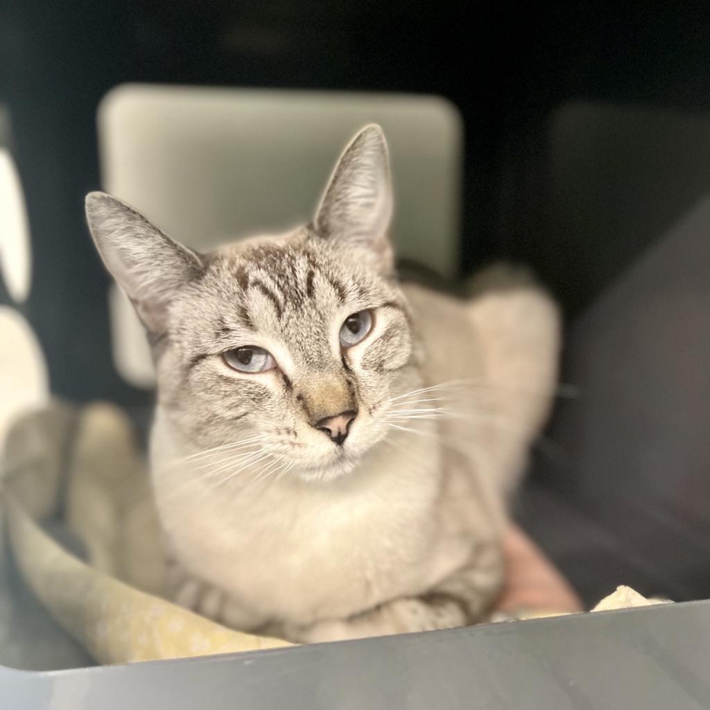 Binx, an adoptable Siamese in Hailey, ID, 83333 | Photo Image 2