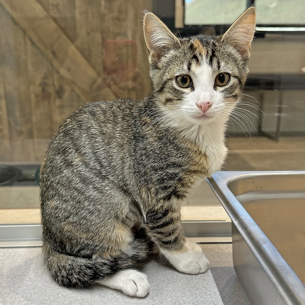Aurora, an adoptable Domestic Short Hair in Hailey, ID, 83333 | Photo Image 1