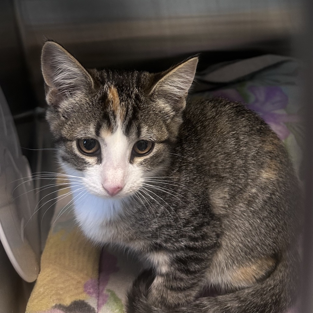 Aurora, an adoptable Domestic Short Hair in Hailey, ID, 83333 | Photo Image 2
