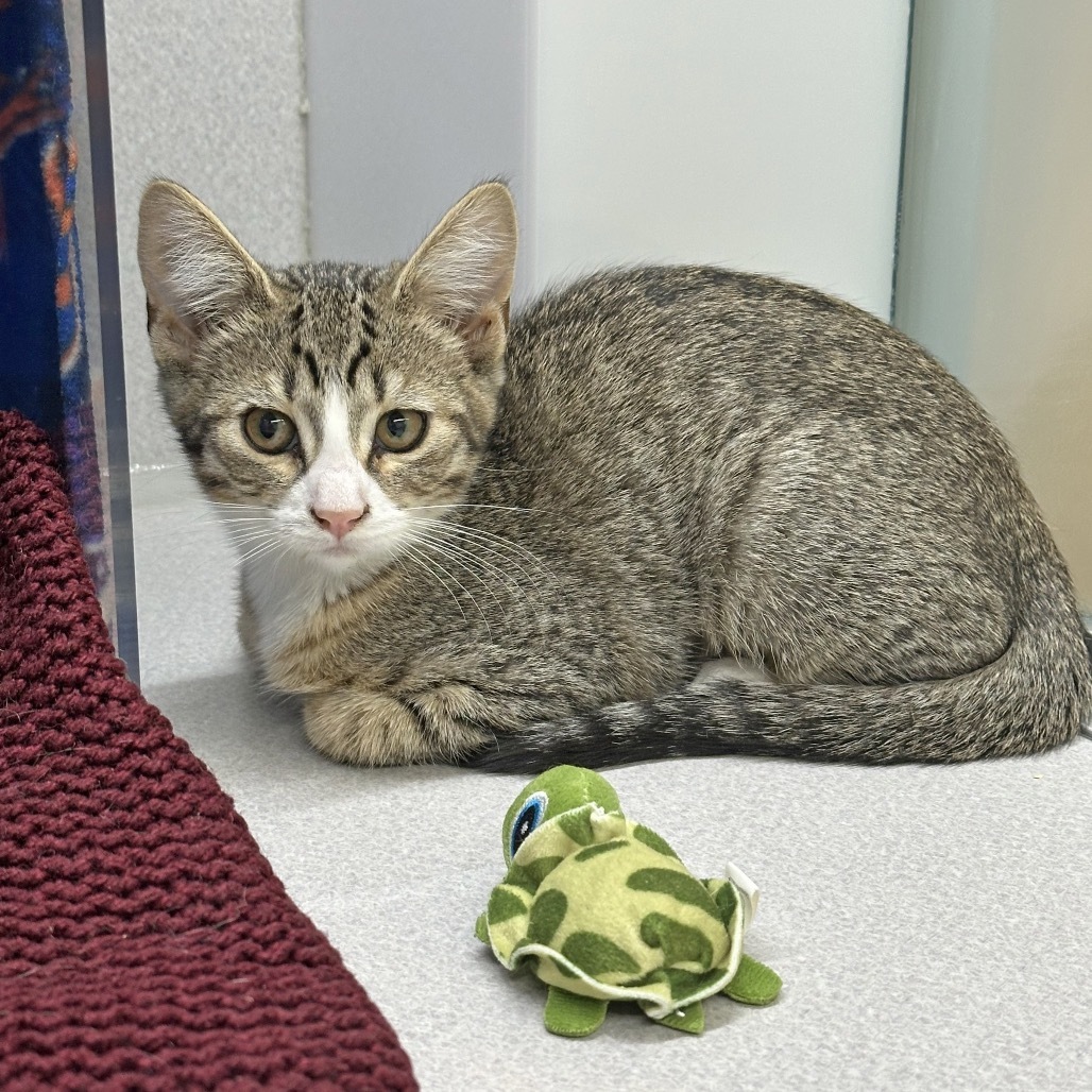 Jasmine, an adoptable Domestic Short Hair in Hailey, ID, 83333 | Photo Image 1