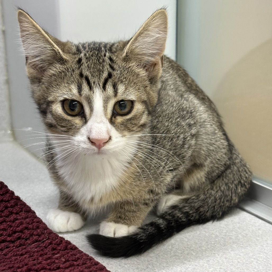 Jasmine, an adoptable Domestic Short Hair in Hailey, ID, 83333 | Photo Image 2