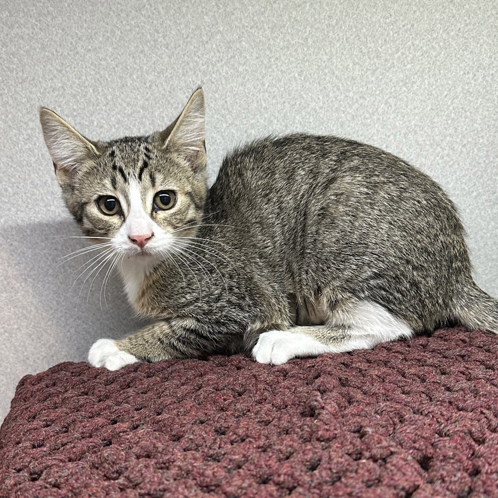 Jasmine, an adoptable Domestic Short Hair in Hailey, ID, 83333 | Photo Image 3
