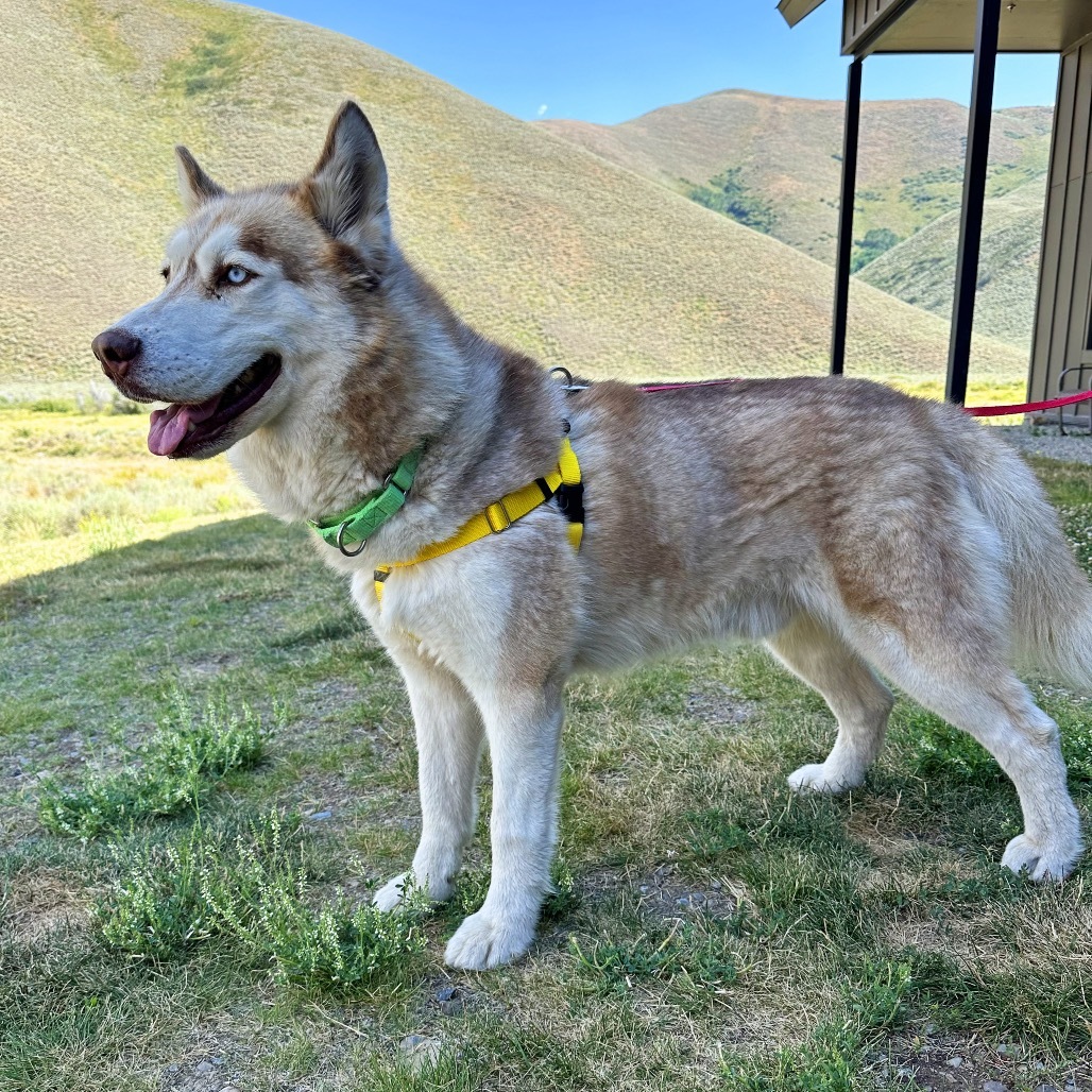Timber, an adoptable Mixed Breed in Hailey, ID, 83333 | Photo Image 1