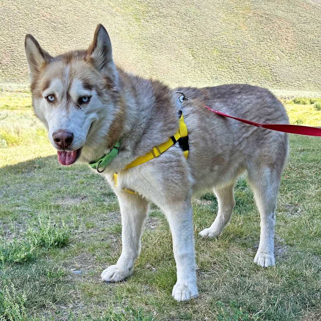 Timber