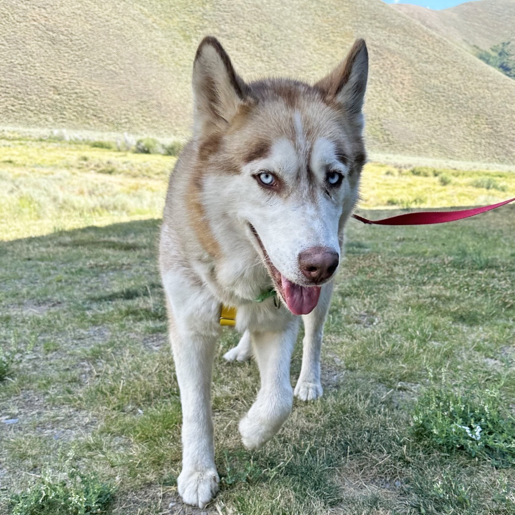 Timber