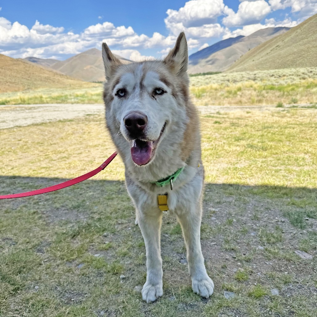 Timber, an adoptable Mixed Breed in Hailey, ID, 83333 | Photo Image 4