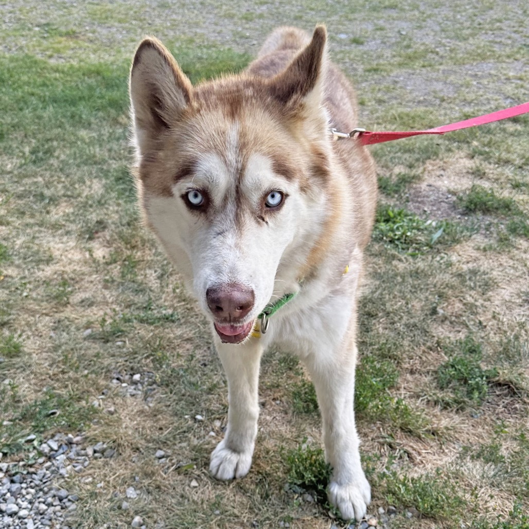 Timber, an adoptable Mixed Breed in Hailey, ID, 83333 | Photo Image 5