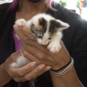 Jadi, Baby Female unknown
