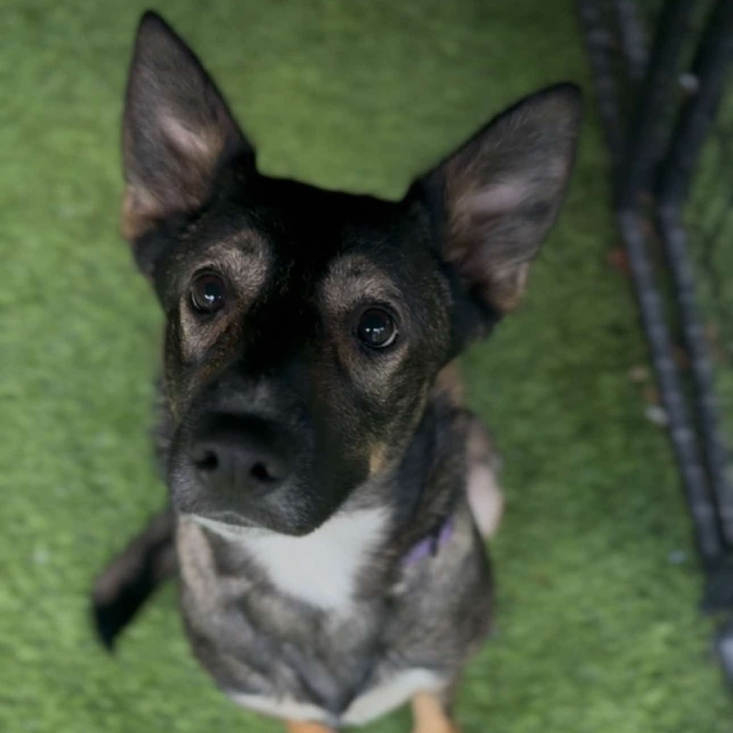 Dixie