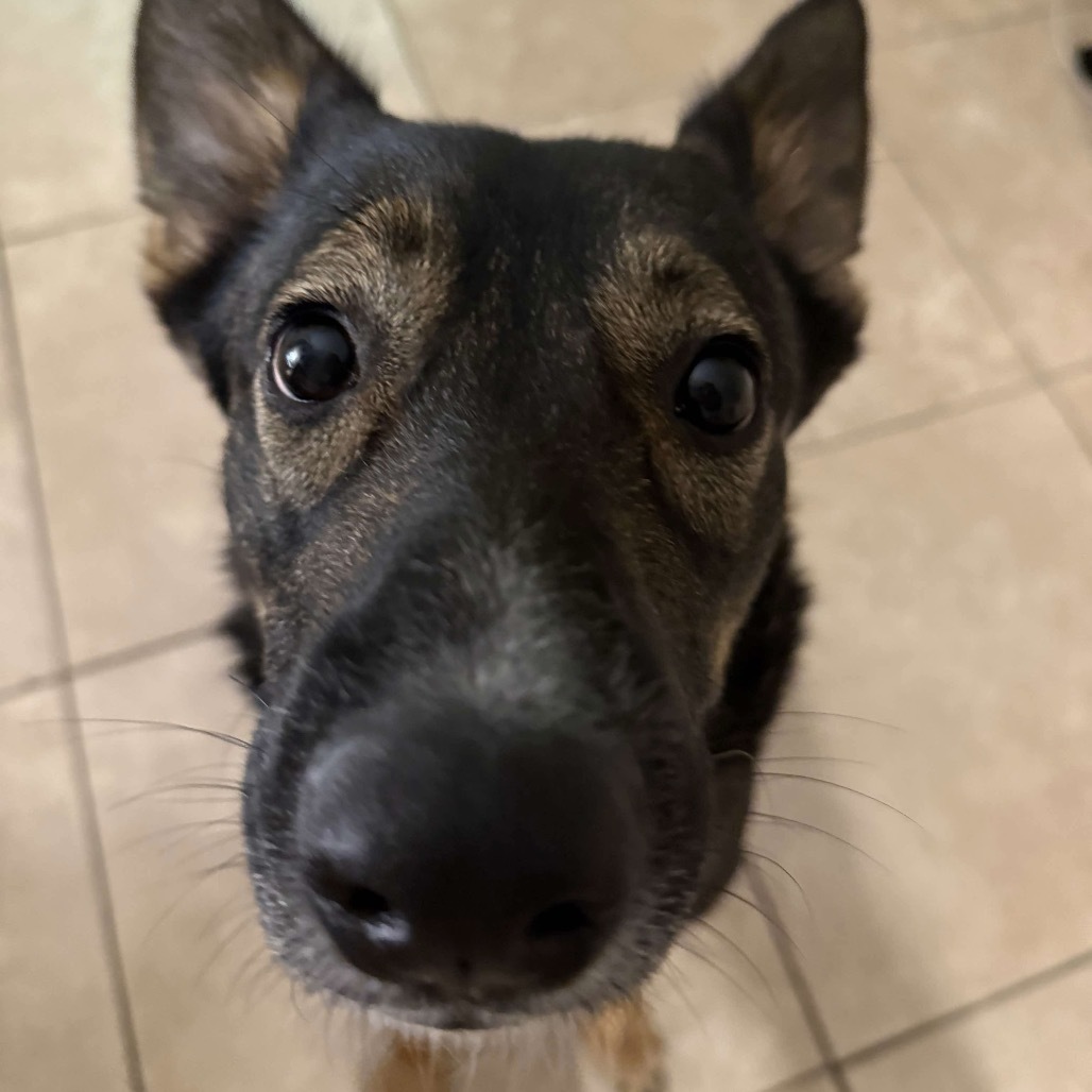 Dixie