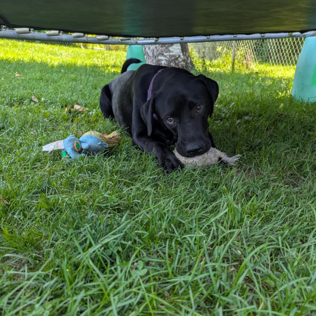 Gunny