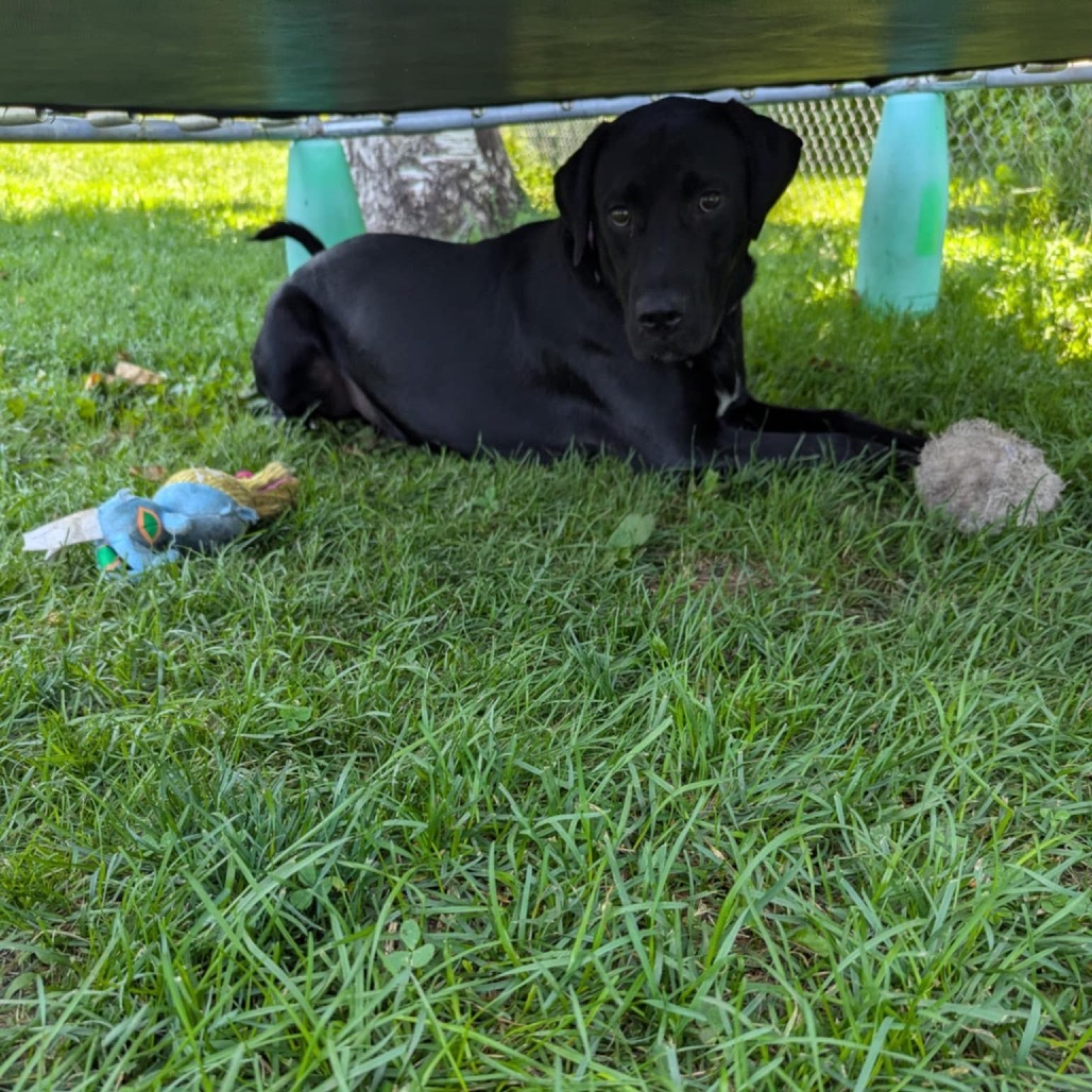 Gunny