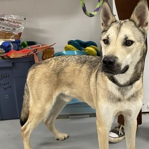 Scar, Adult Male unknown