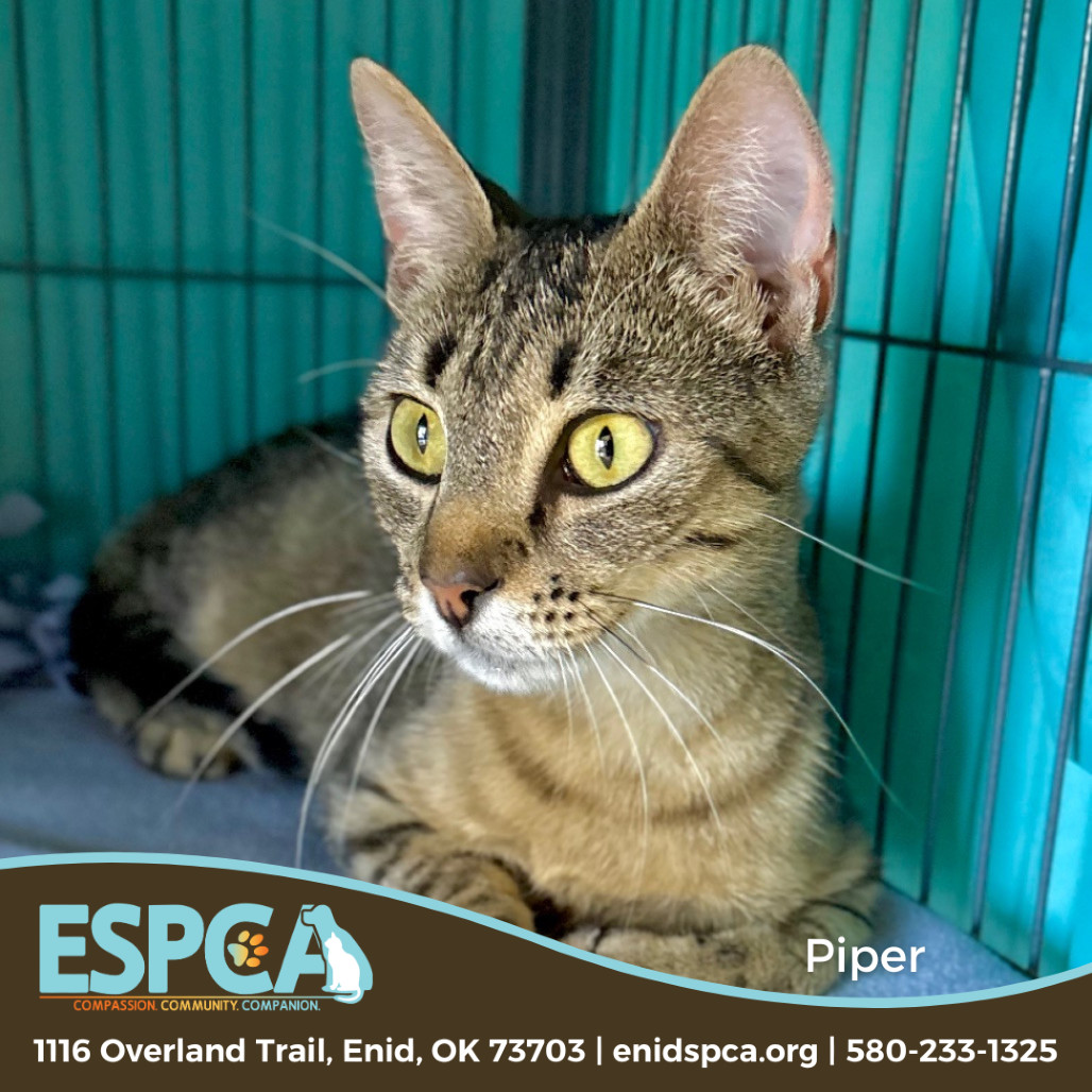 Piper, an adoptable Domestic Short Hair in Enid, OK, 73703 | Photo Image 1