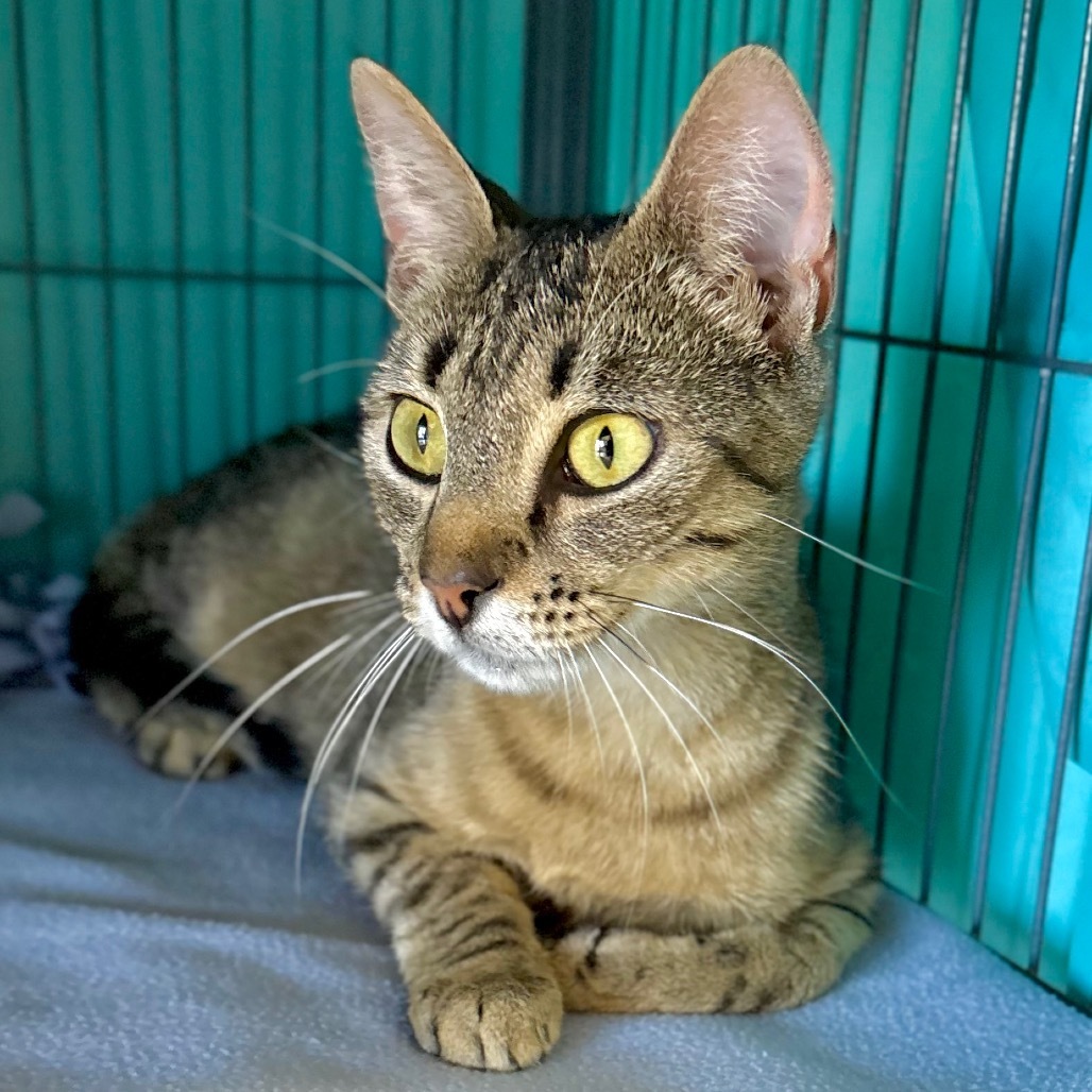 Piper, an adoptable Domestic Short Hair in Enid, OK, 73703 | Photo Image 2