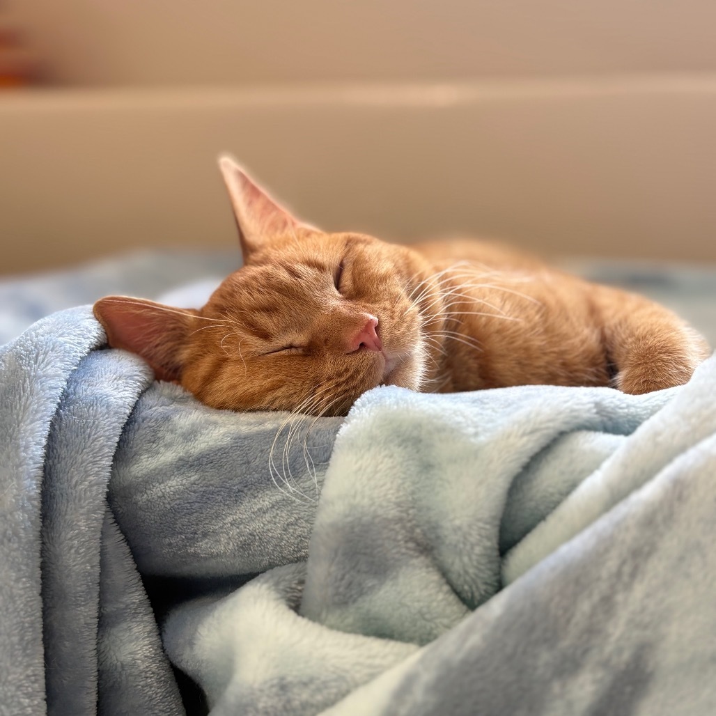 Nolan - IN FOSTER
