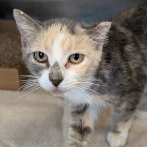 Wendy's, Senior Female unknown