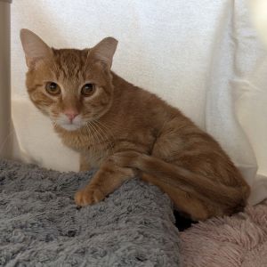 Hudson, Adult Male unknown