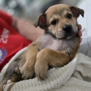 Haisley, Baby Female unknown