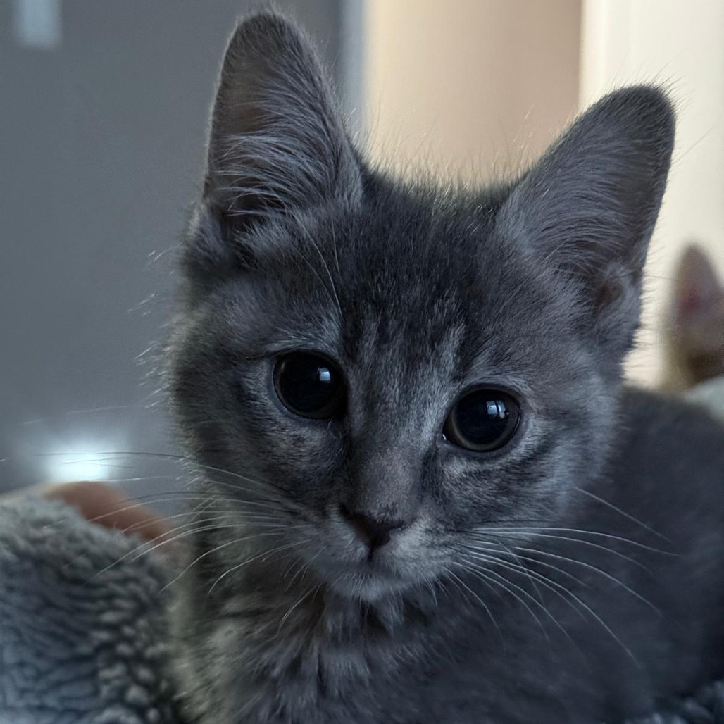 Beetle, an adoptable Domestic Short Hair in Lions Bay, BC, V0N 2E0 | Photo Image 1