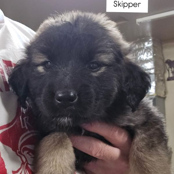 Skipper