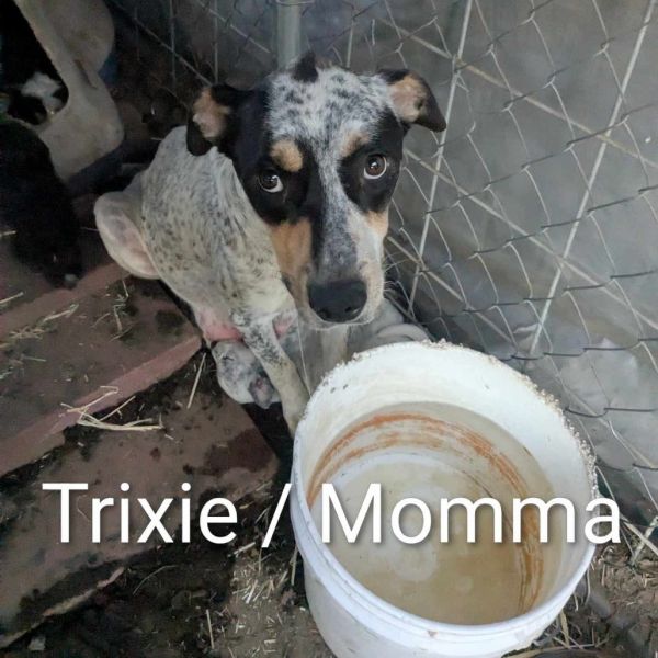 Trixie