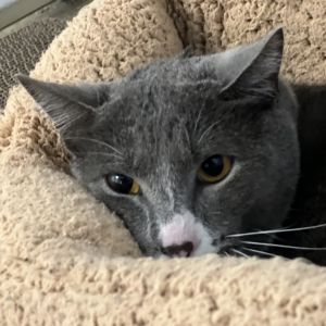 Capone, Adult Male unknown
