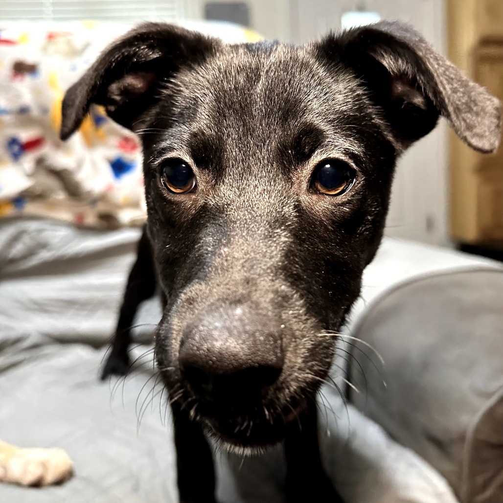 Rosita
