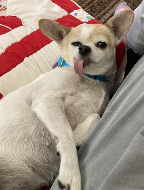 Tinti