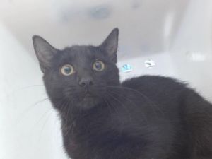 NUNNY, Young Female unknown