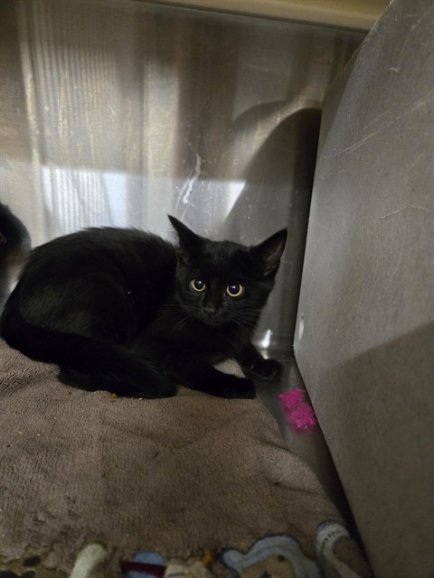 DOMINO