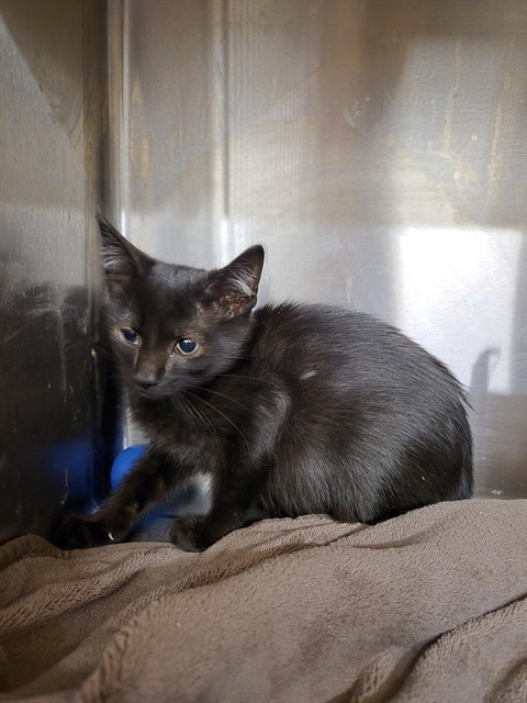 BYNX, an adoptable Domestic Short Hair in Casper, WY, 82601 | Photo Image 1