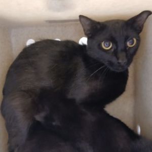 Destiny, Adult Female unknown
