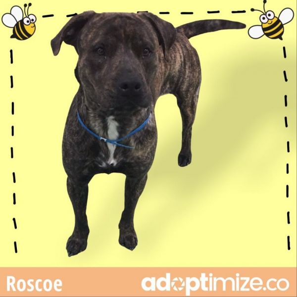 Roscoe