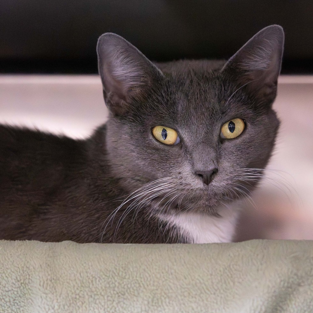 Tater Belle, an adoptable Domestic Short Hair, Snowshoe in Mentor, OH, 44060 | Photo Image 1