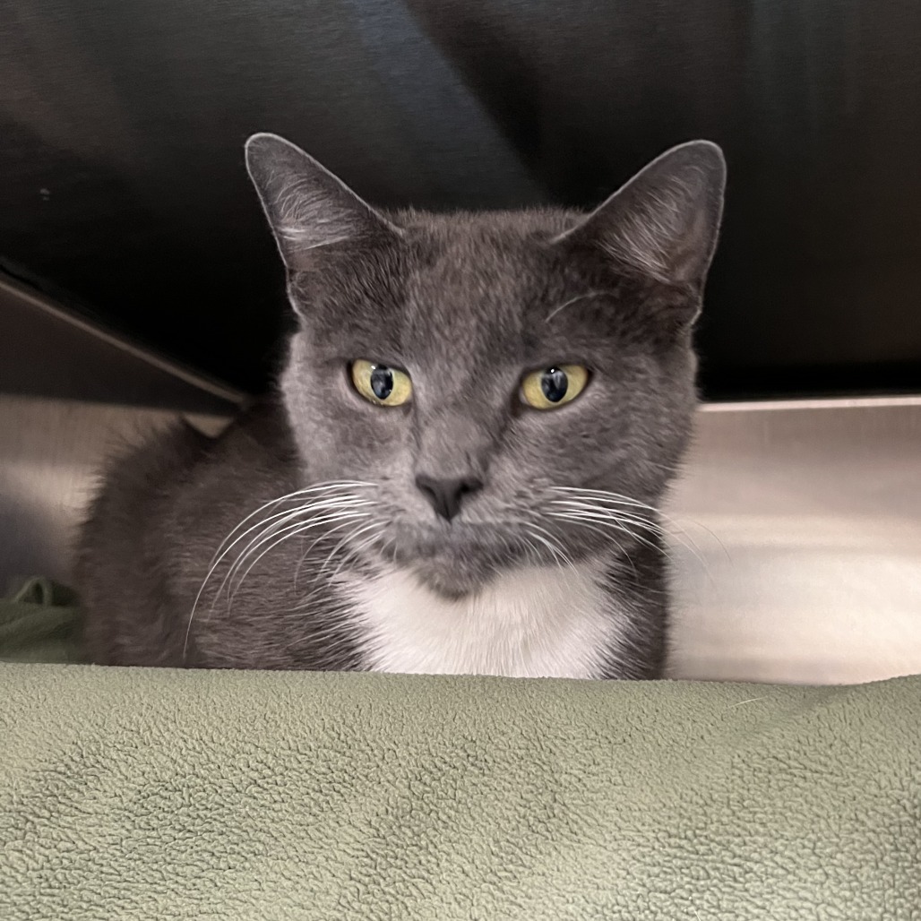 Tater Belle, an adoptable Domestic Short Hair, Snowshoe in Mentor, OH, 44060 | Photo Image 2