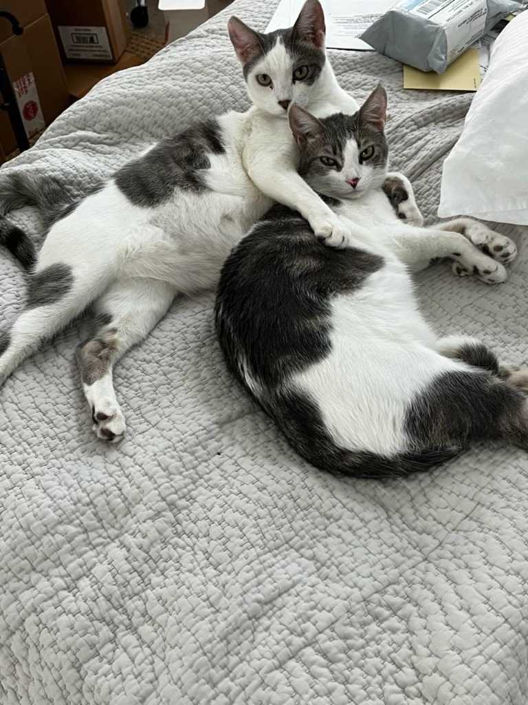 Marvin & Mittens(F)