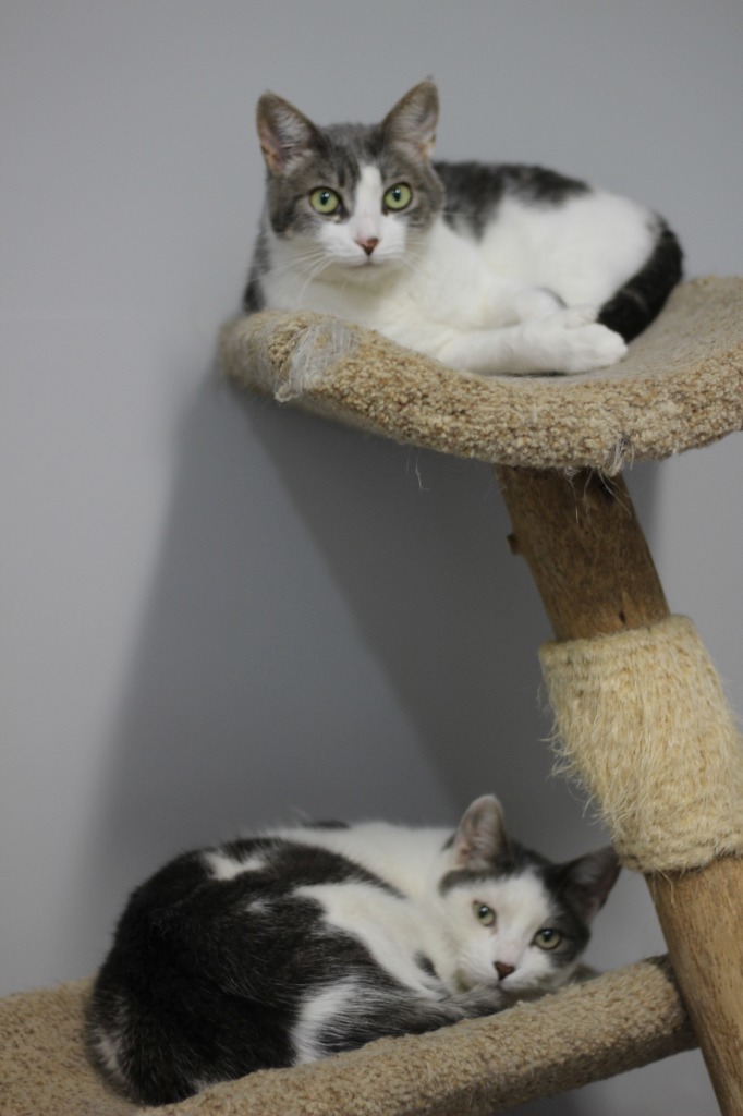 Marvin & Mittens(F)