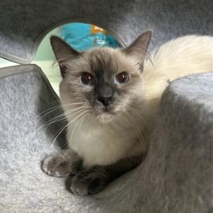 Nyla, Young Female unknown