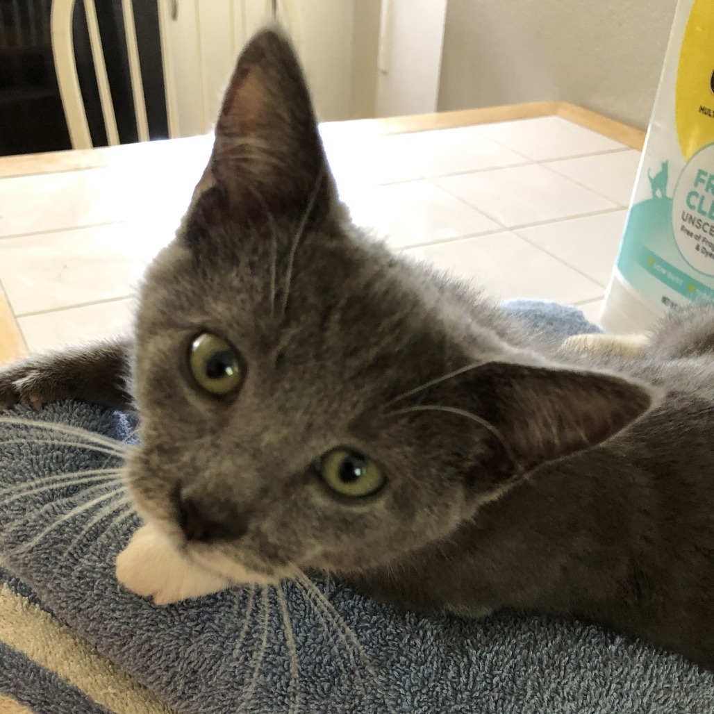 Archie