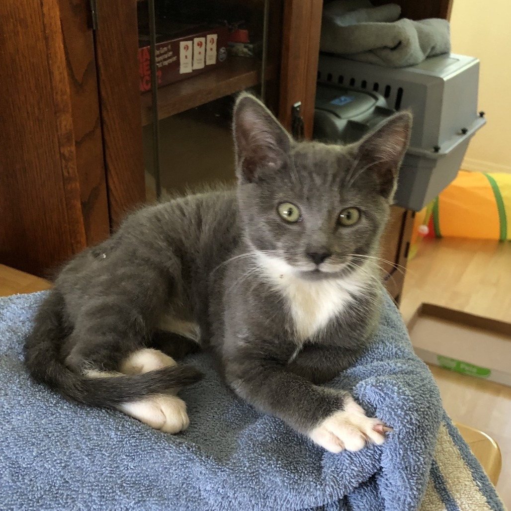 Archie