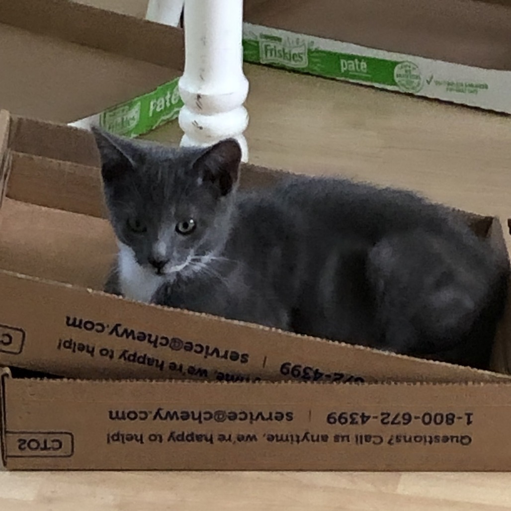 Archie