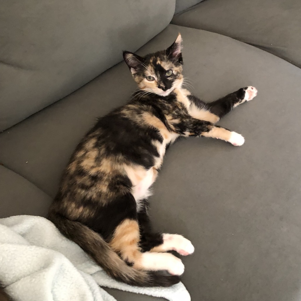 Amy