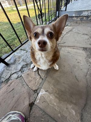 Bella, Adult Female unknown