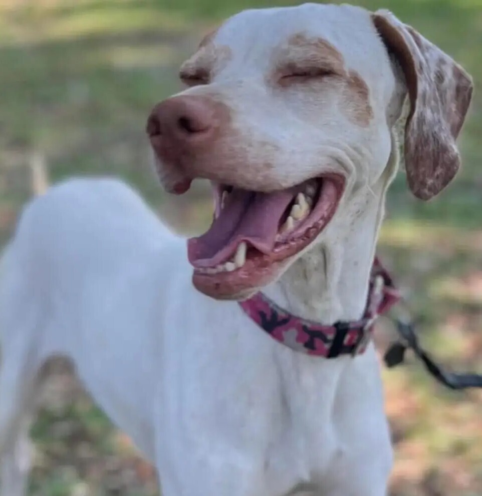 Echo, an adoptable English Pointer in Ellsworth, ME, 04605 | Photo Image 1