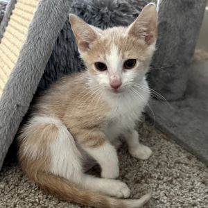 Fez, Baby Male unknown