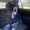 Brutus