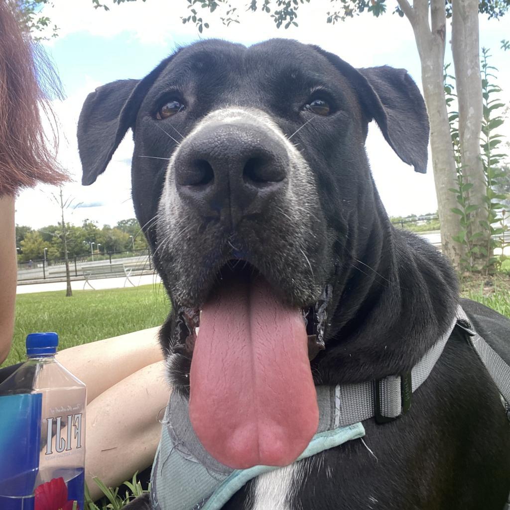 Brutus Photo