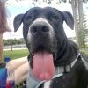 Brutus